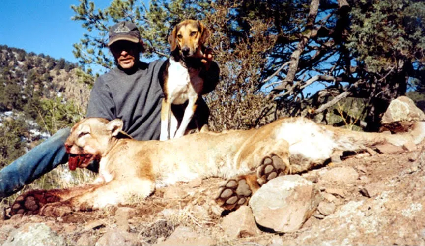 Mountain Lion Hunting